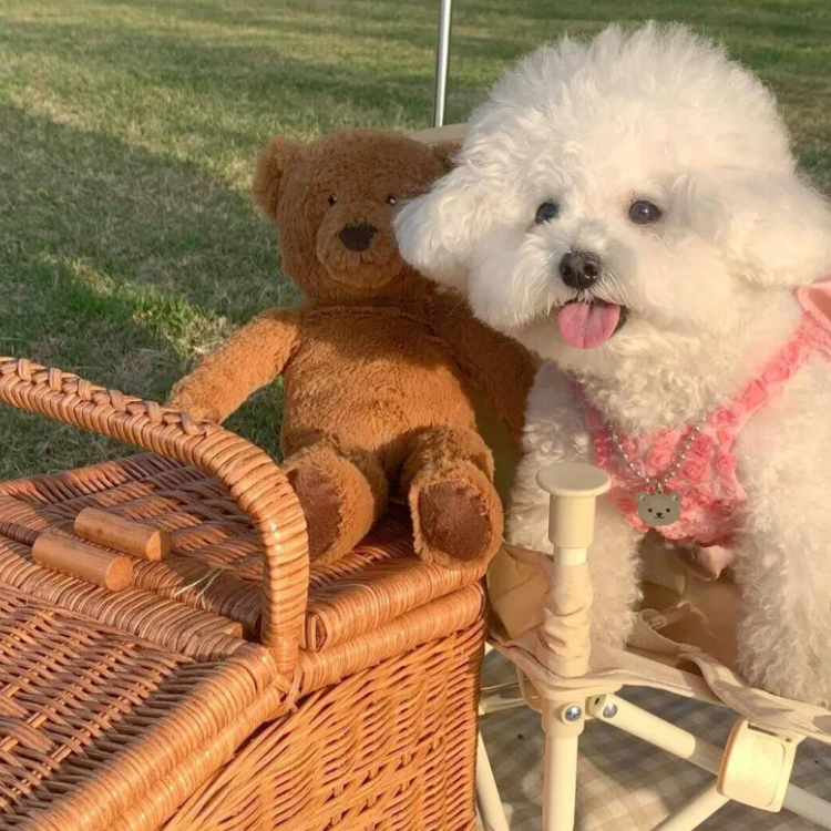 Fashion Pet Dress