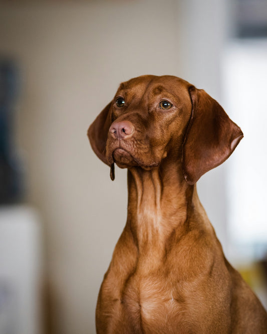 Gentle, warm portrait of a dog, suitable base image for a pet memorial keepsake