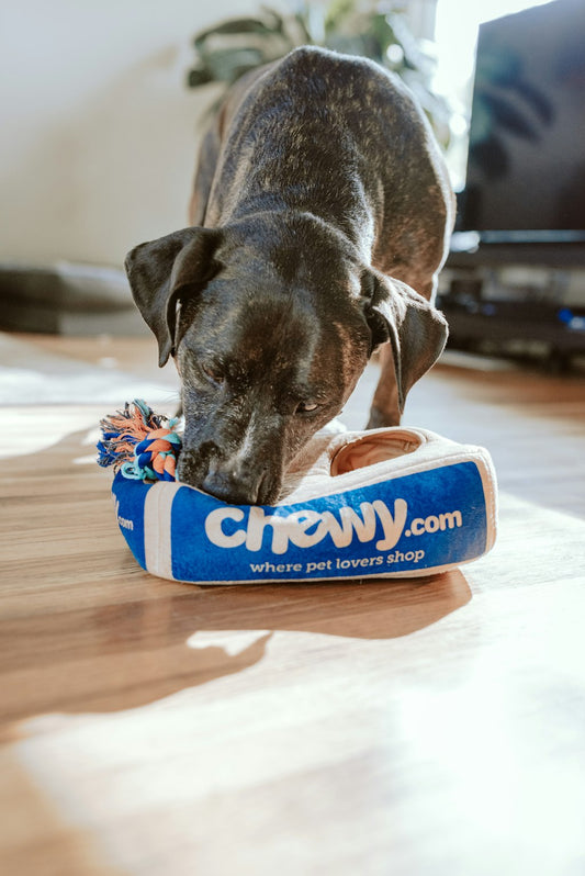 Personalized Pet Bandana