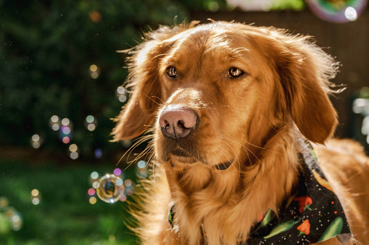 Matching Pet & Owner Bandana Set - golden retriever wearing bandana